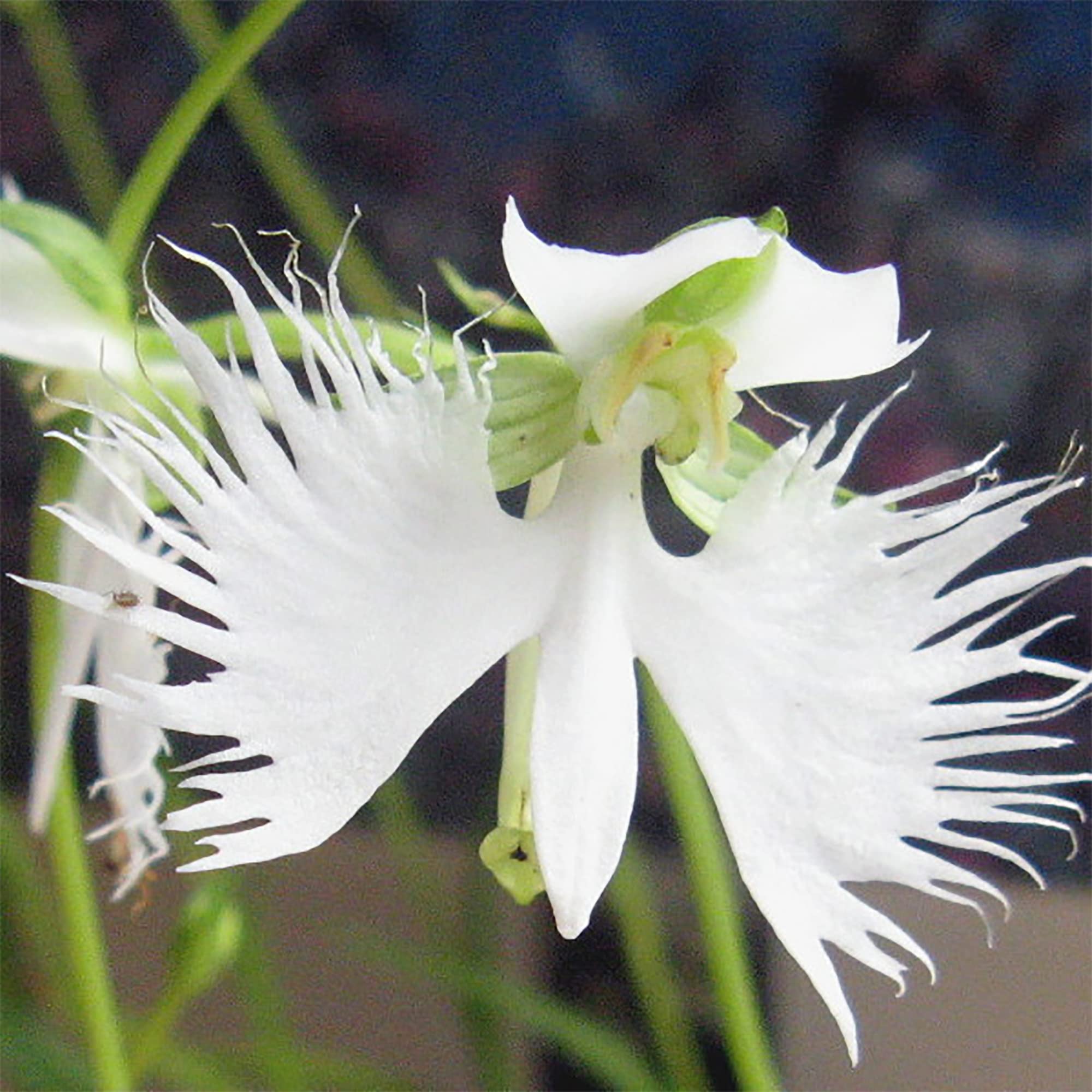 Egret Orchids Flower seeds for Planting Seasonal Bloomer Heirloom & GMO Free Seeds for Home Garden
