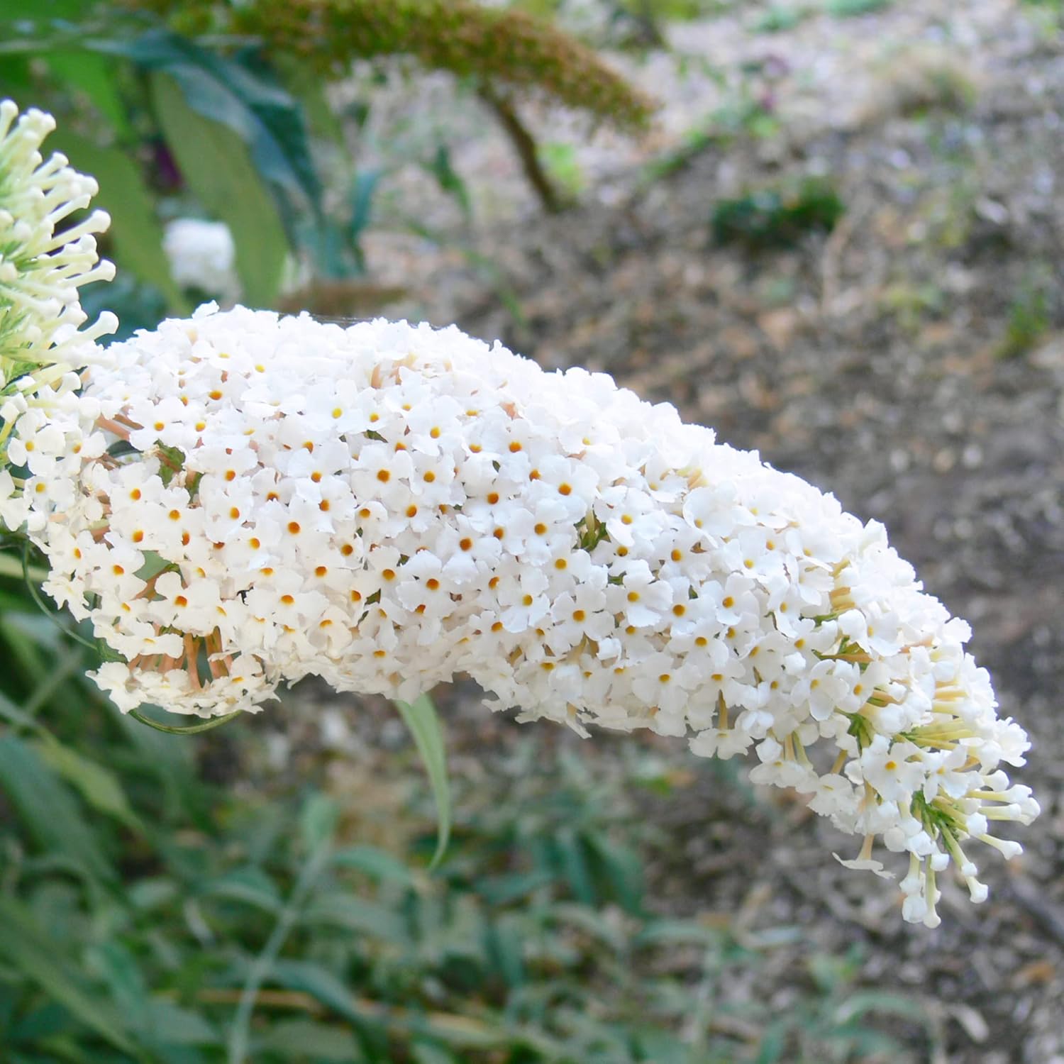 White Butterfly Bush Seeds Buddleia Davidii Perennial Deciduous Shrub Attracts Butterflies Low