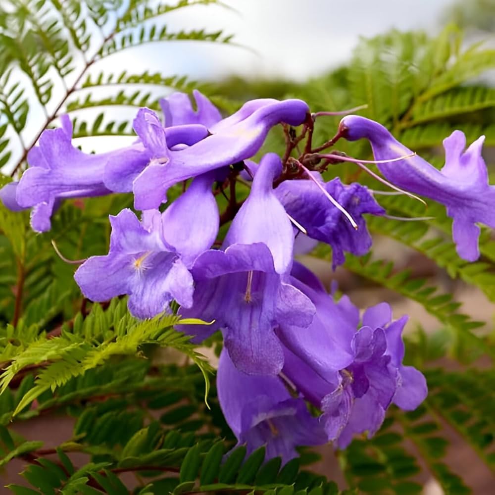 Jacaranda Flower Seeds for Planting  Create a Vibrant Garden