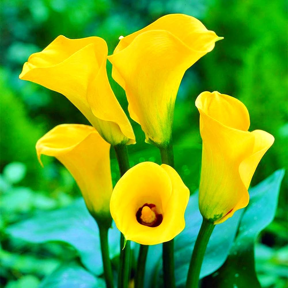 Calla Lily Seeds – Elegant and Graceful Blooms for Garden or Indoor Spaces (100 Pcs pcs)