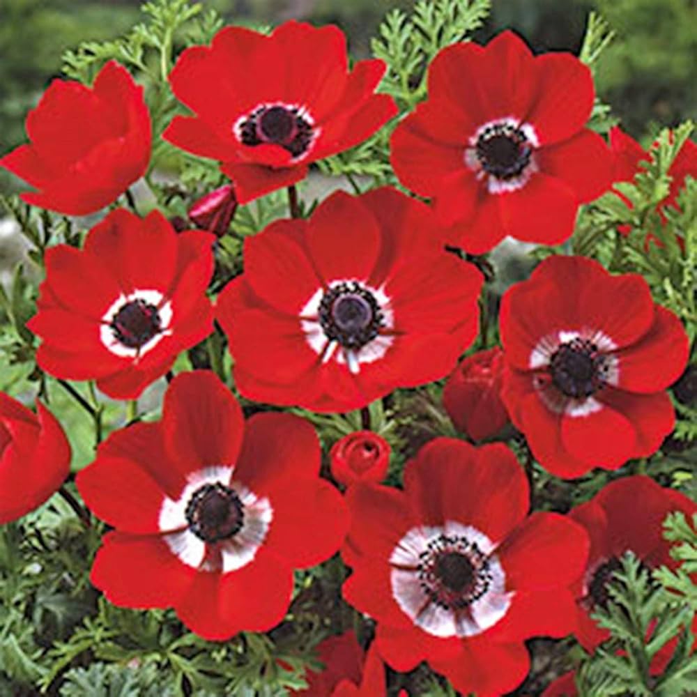 Anemone Anemone spp. Seeds for Planting in Flower Bed