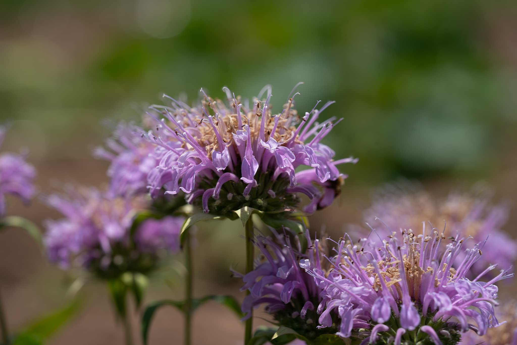 Lavender Beebal Flower seeds for Planting - Perfect for Borders, Heirloom & GMO Free Seeds for Home Garden