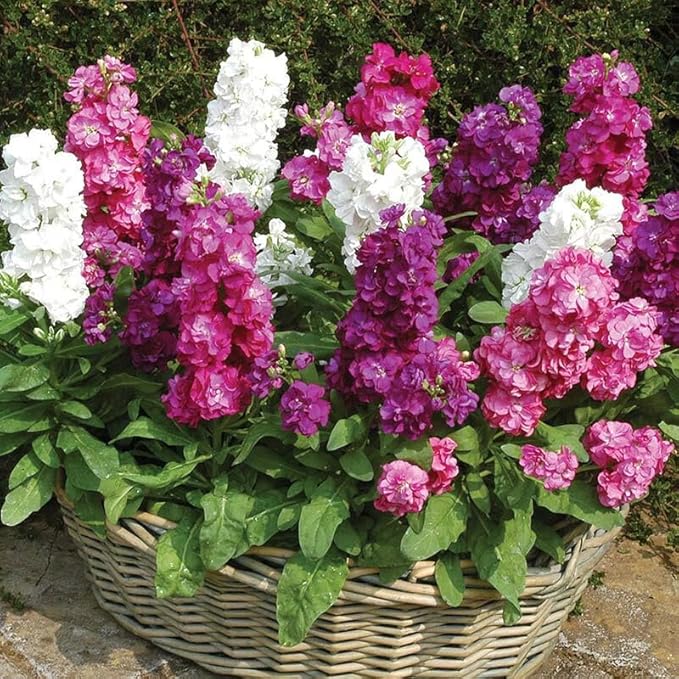 Lila Abend Stock Seeds for Planting flower bed