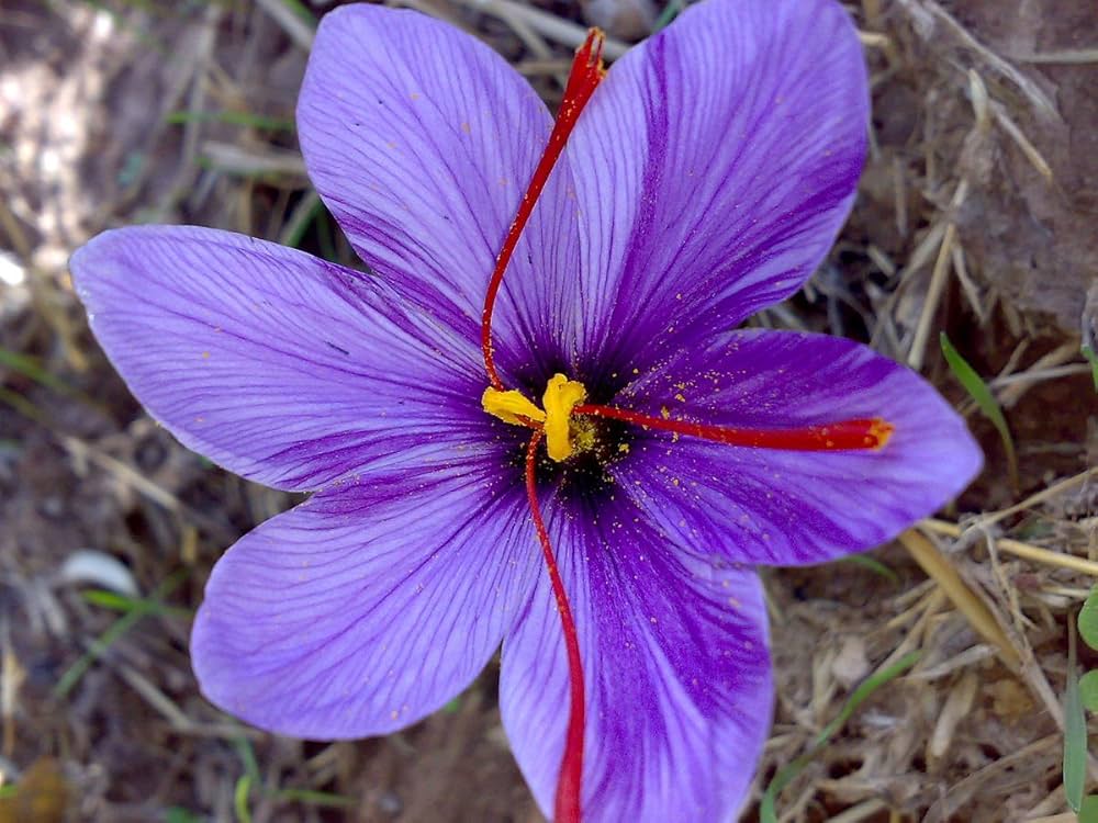 Saffron Flower Seeds (Crocus Sativus) for Gourmet Spice Harvest
