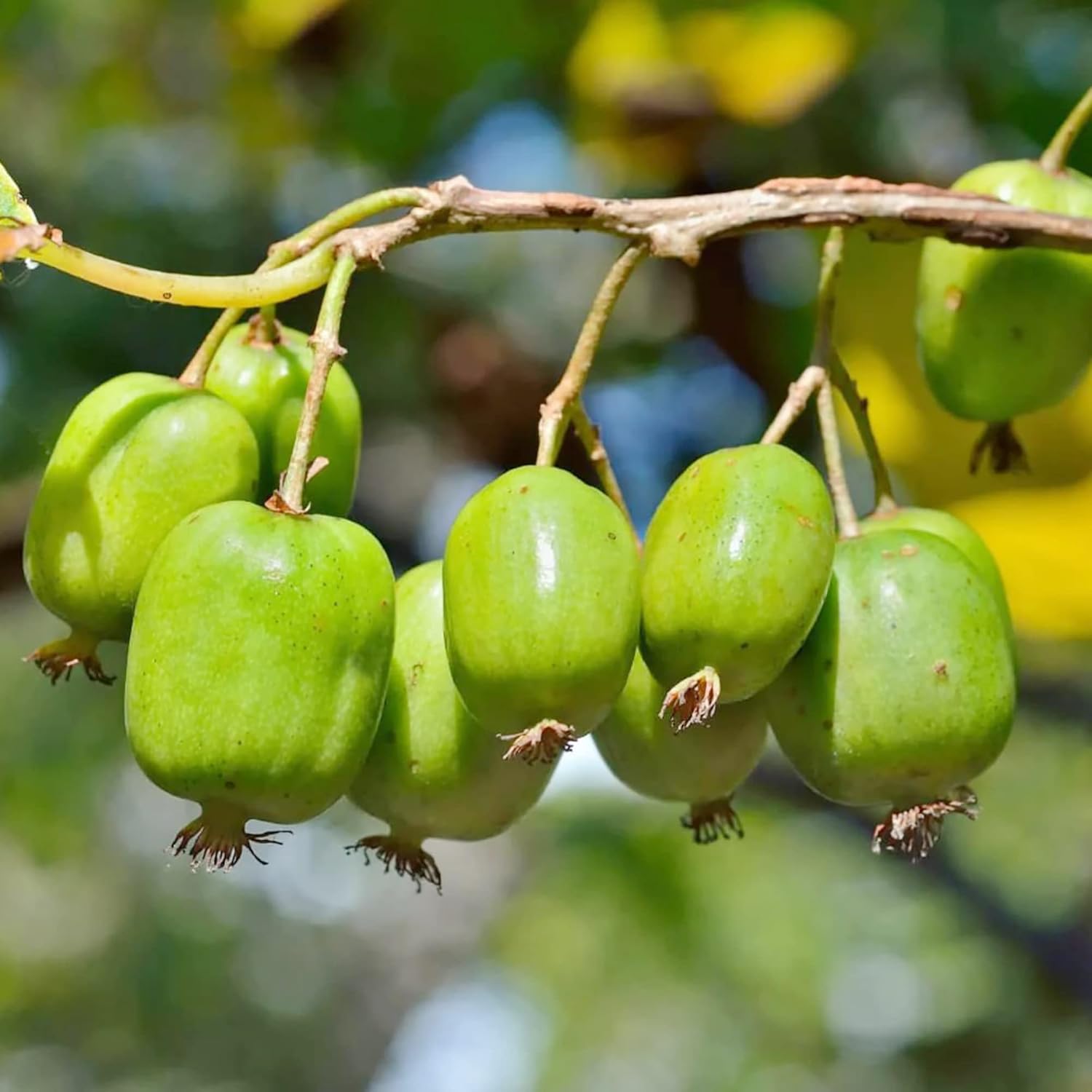 Hardy Kiwi Seeds Actinidia Arguta Perennial Gmo Free Fragrant Showy Fruit & Berries Climber