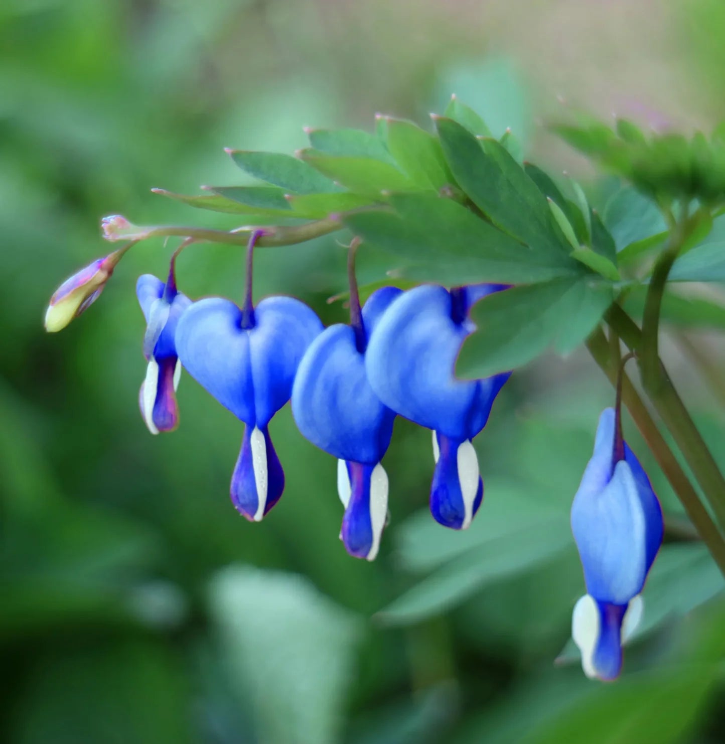 Blue Bleeding Heart Flower seeds for Planting - Long Bloom Season, Heirloom & GMO Free Seeds for Home Garden