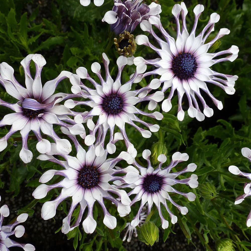 White Osteospermum Flower Seeds for Easy Planting - Evergrowseeds