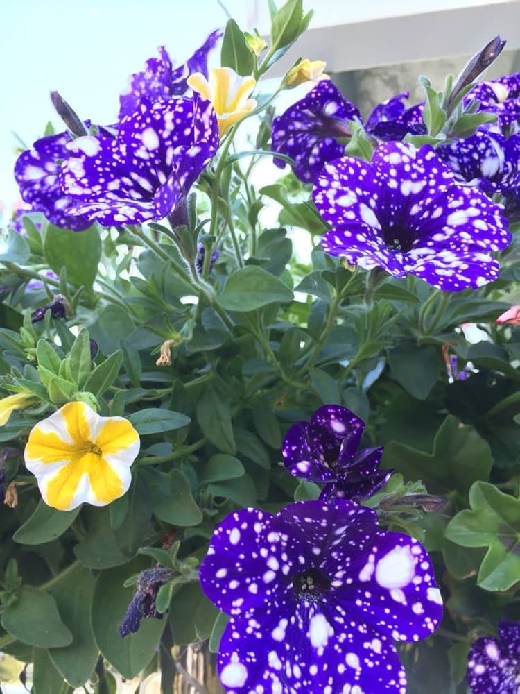 Petunia Petunia spp. Seeds for Planting - Perfect for Flower Bed & Urban Garden