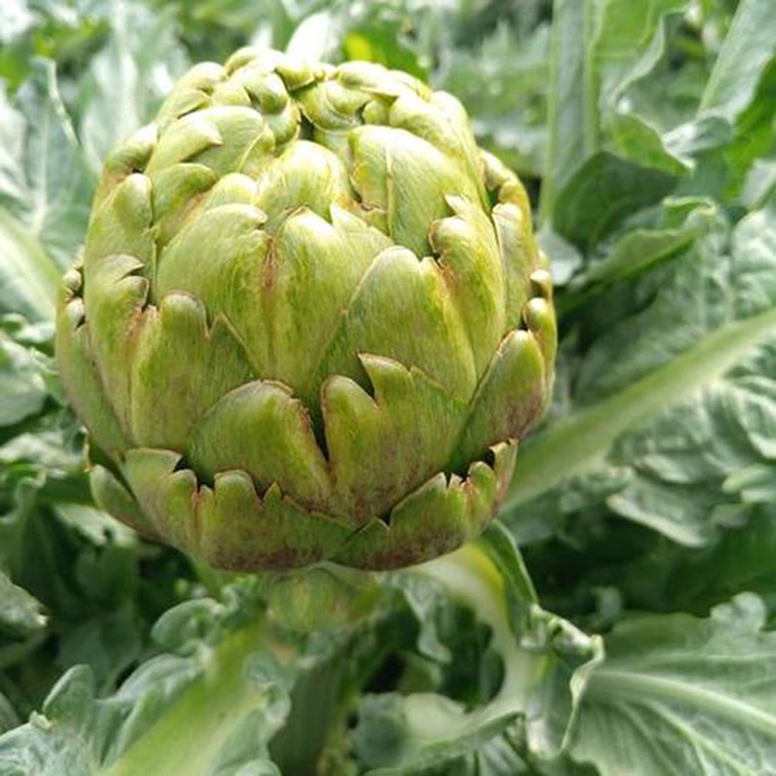 Glechoma Longituba High Yield Garden Flower Seeds for Outdoors