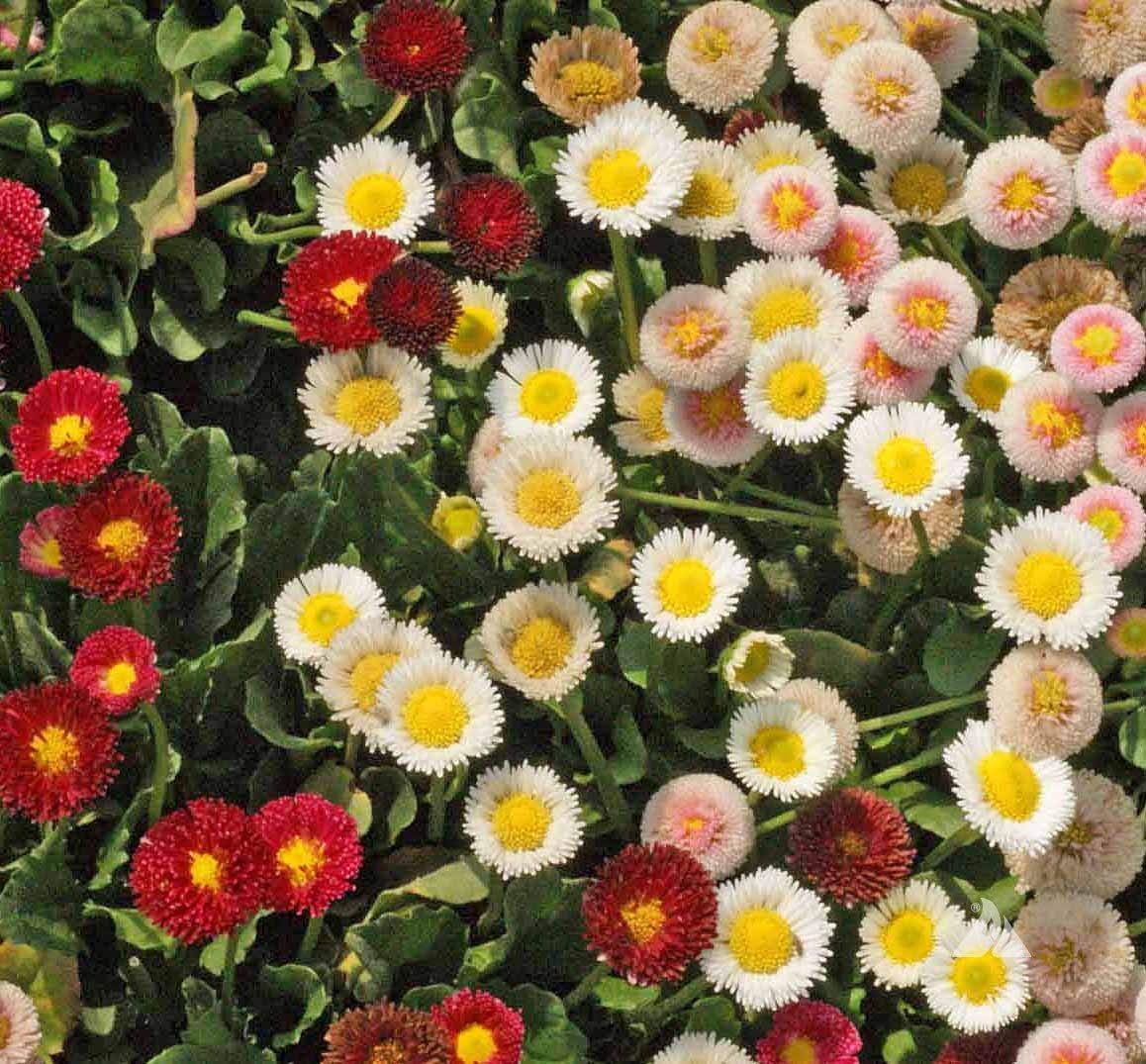 Mixed Karvinskianus Flower seeds for Planting - Premium Quality, Heirloom & GMO Free Seeds for Home Garden