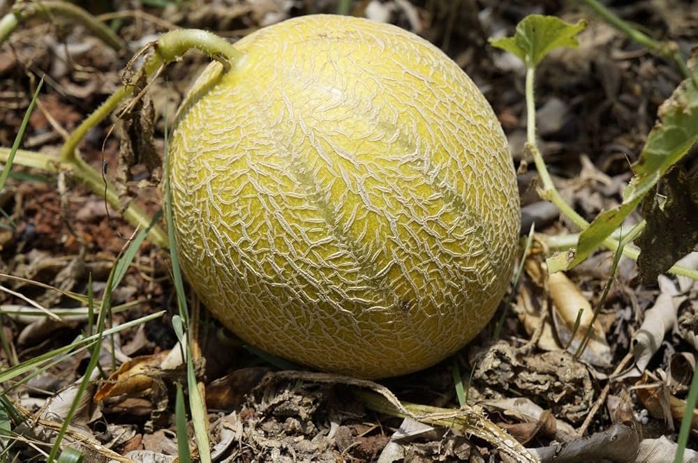 Brown Dew Melon Seeds for Planting