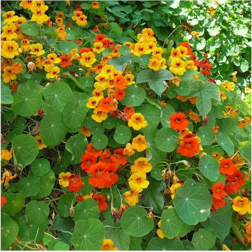 Jinlian Nasturtium Seeds for Planting Tropaeolum majus for flower beds and hanging baskets
