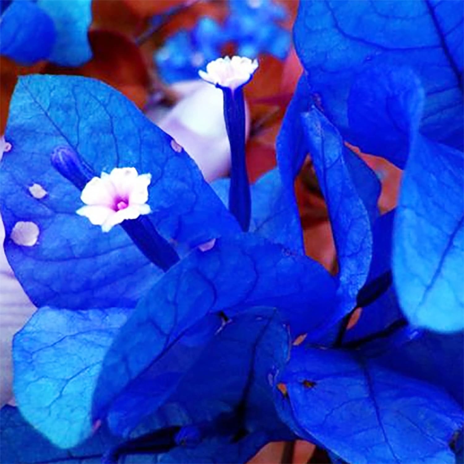 Blue Bougainvillea Spectabilis Seeds Vibrant And Showy Bracts Favorite Choice For Adding Color
