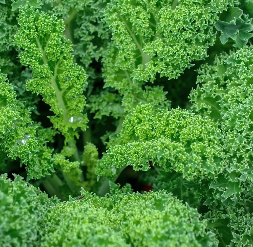 Kale Seeds for Planting Brassica oleracea for vegetable patches and home gardens