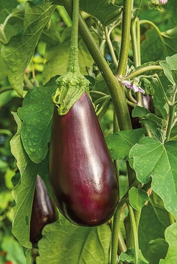 Eggplant Solanum melongena Seeds for Planting in Vegetable Patch & Garden