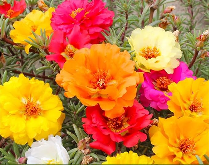 Rose Rosa spp Flower Seeds for Planting in Flower Bed