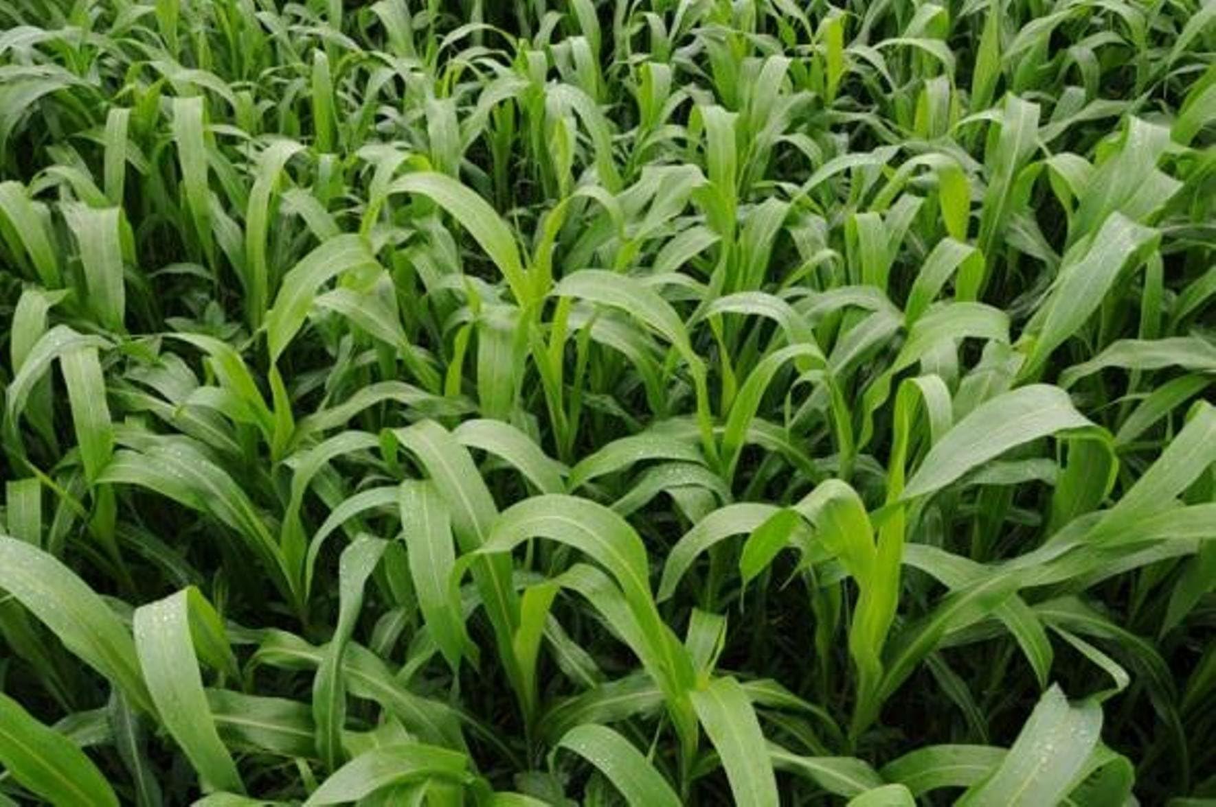 Sorghum Grass Seeds for Sound Barriers