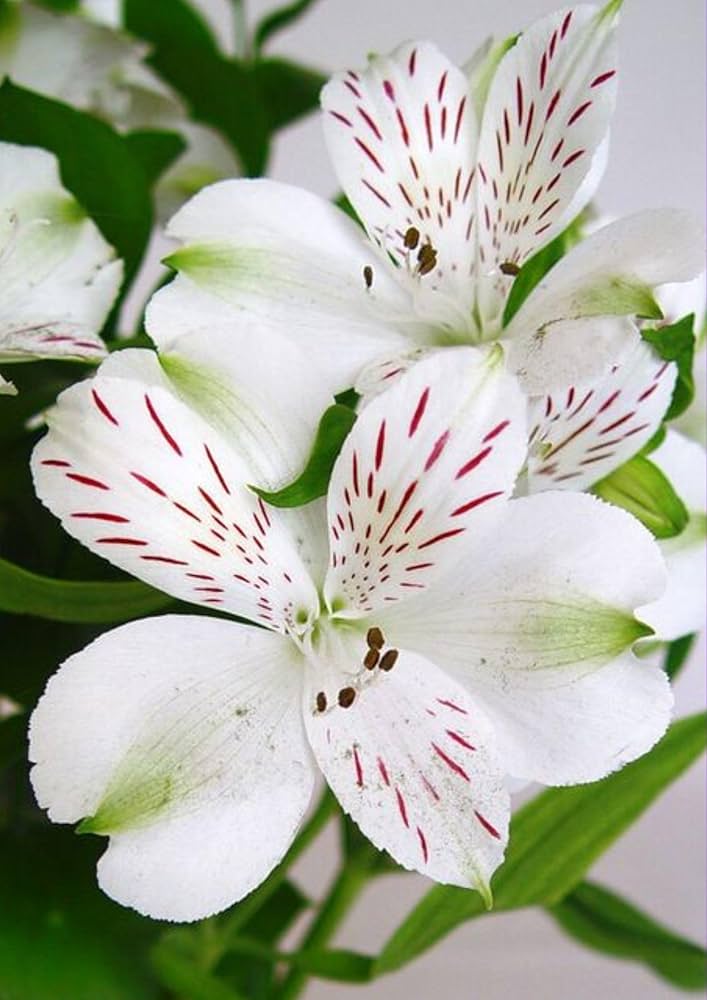 Peruvian Lily Flower Seeds Alstroemeria for Planting in Flower Bed
