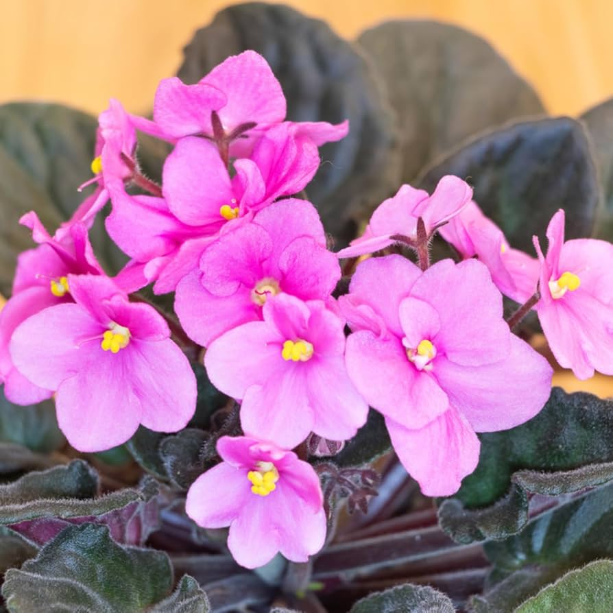 Pink White African Violet or Saintpaulia ionantha. Flower seeds for Planting - Cottage Garden Essential, Heirloom & GMO