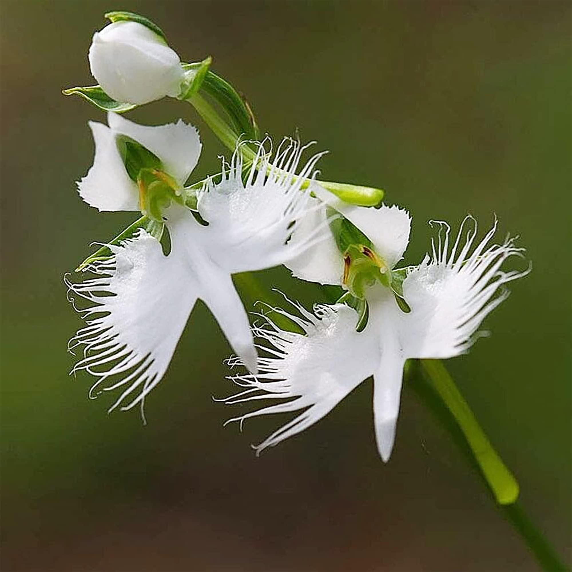 Heron Orchid Flower seeds for Planting - Colorful Display, Heirloom & GMO Free Seeds for Home Garden