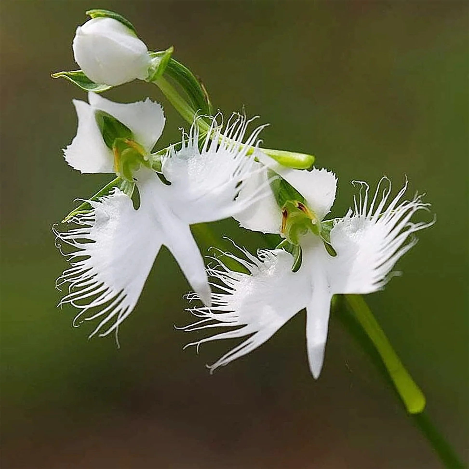 Japanese Radiata Flower seeds for Planting - Easy to Grow, Heirloom & GMO Free Seeds for Home Garden