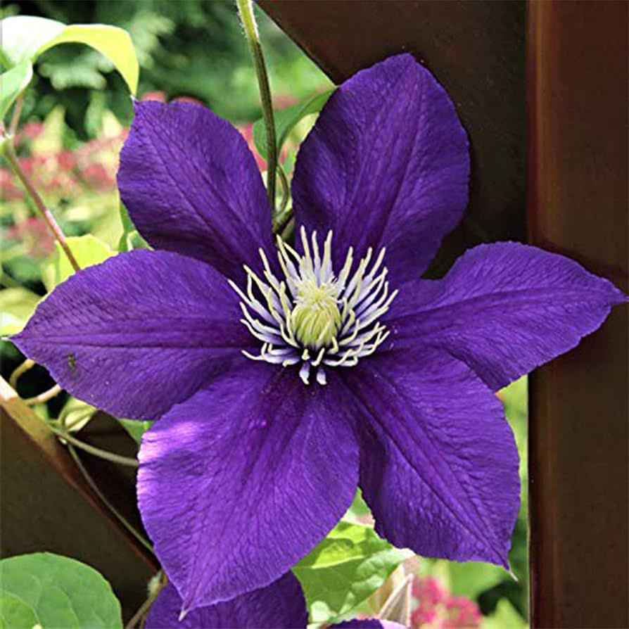 Sweet Clematis Seeds for Planting Clematis terniflora for trellis gardens and fences