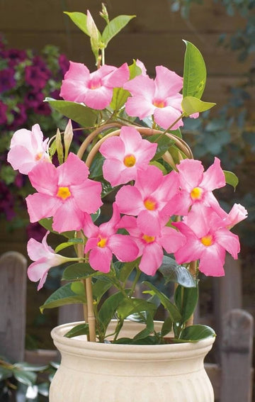 Mandevilla Sanderi Seeds for planting in flower bed