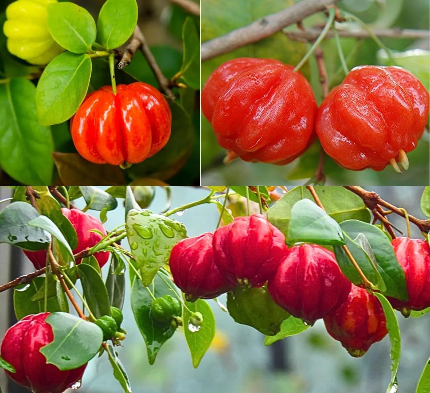 Pitanga Fruit Seeds for Planting - Grow Your Own Tropical Delight