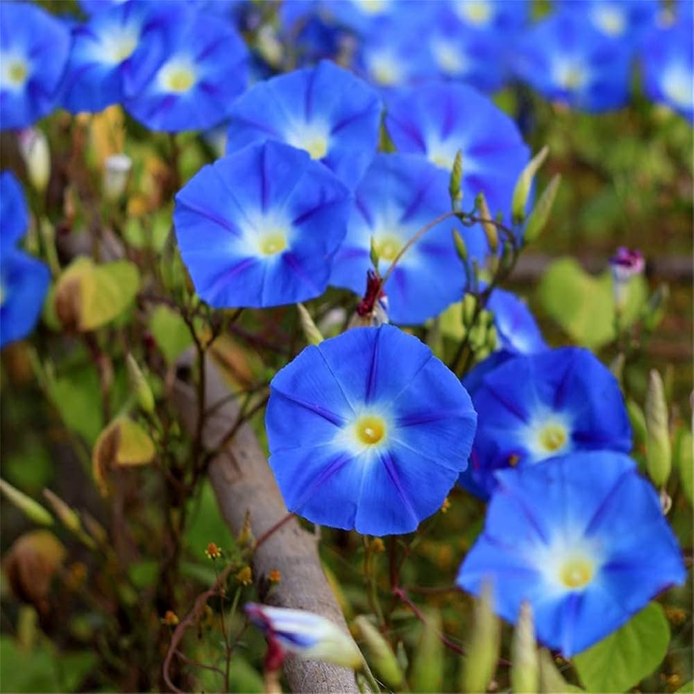 Blue Petunia Flower seeds for Planting - Vibrant Colors, Heirloom & GMO Free Seeds for Home Garden