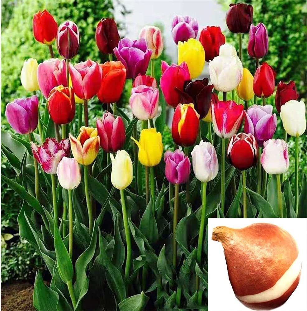 Double Tulip Tulipa spp. Seeds for Planting - Ideal for Flower Bed & Urban Garden