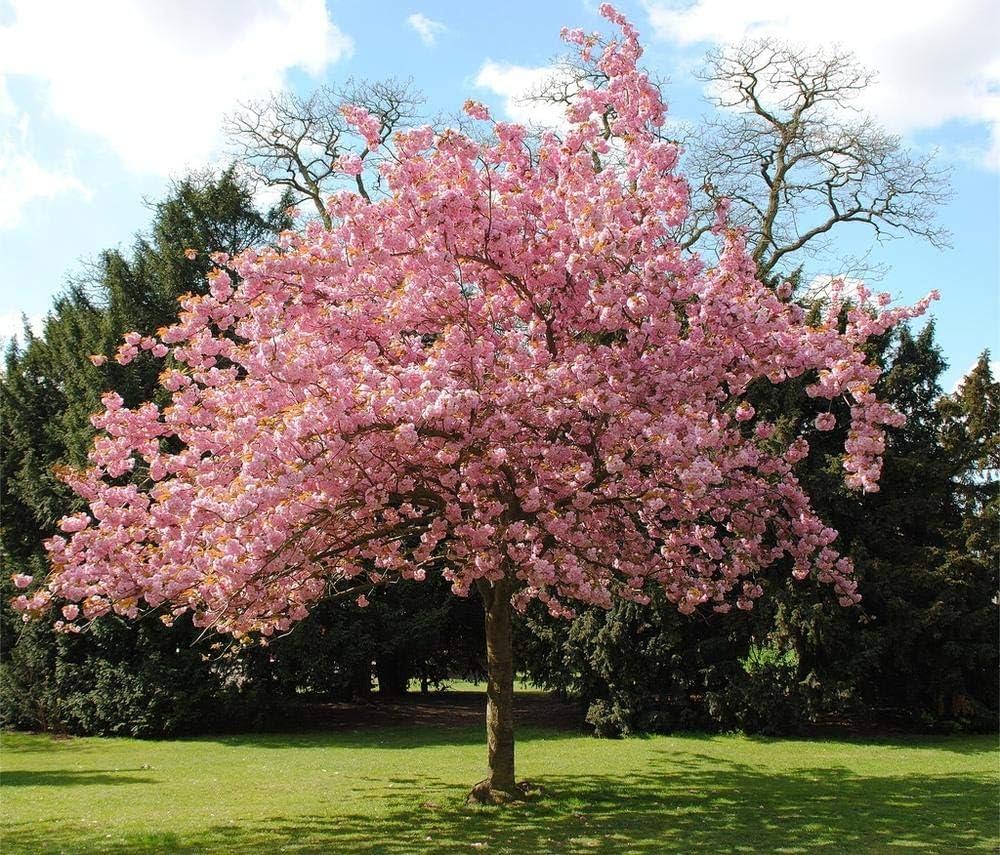 Japanese Sakura Prunus Serrulata Seeds for planting in flower bed