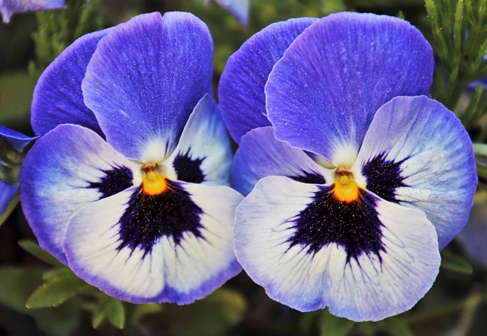 Joker Light Blue Pansy Seeds for Planting Flower Pots Cool Climates