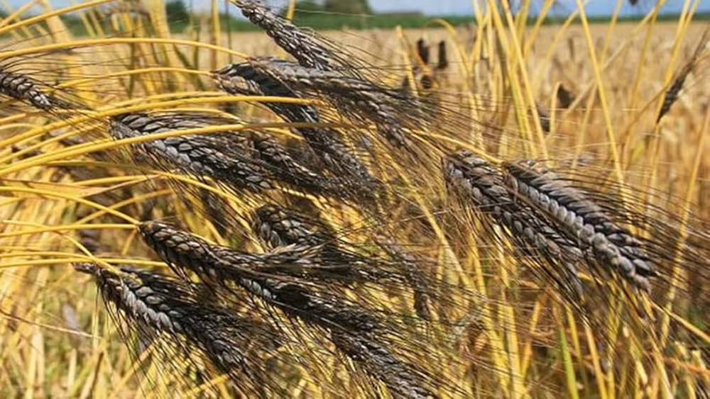 Black Wheat Planting Seeds for Garden