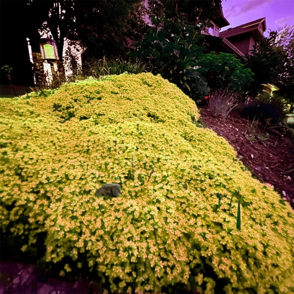 Yellow Aubrieta Flower Seeds for Planting Drought Tolerant Heirloom & GMO Free Seeds for Home Garden
 
 Sale