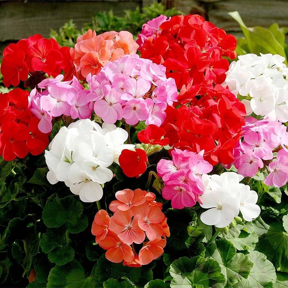 Geranium Flower Seeds for Planting  Red & White Blooms for Your Garden