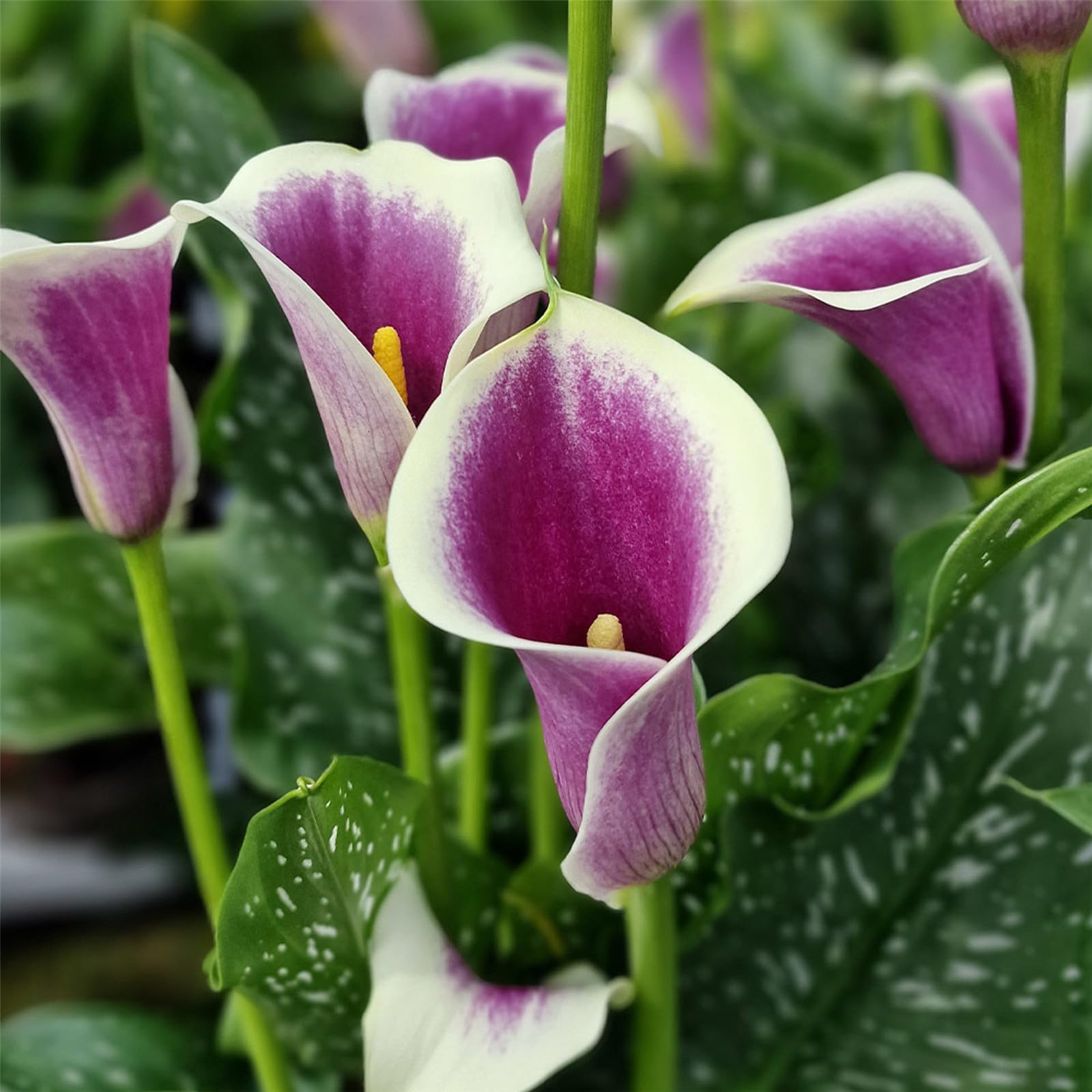 Calla Lily Zantedeschia spp. Seeds for Planting - Perfect for Flower Bed & Home Garden
