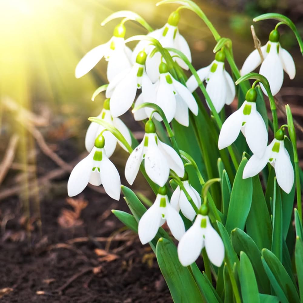Snowdrop Galanthus nivalis Flower Seeds for Planting