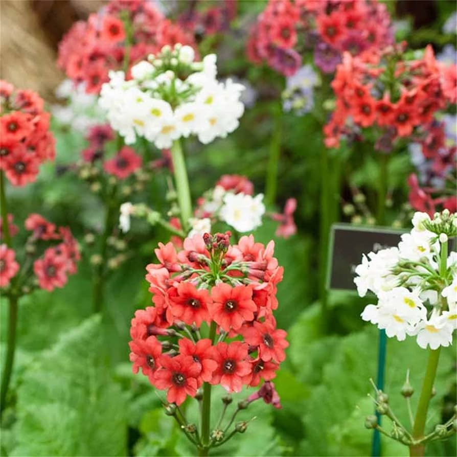 Candelabra Primrose Primula denticulata Seeds for Planting in Flower Bed