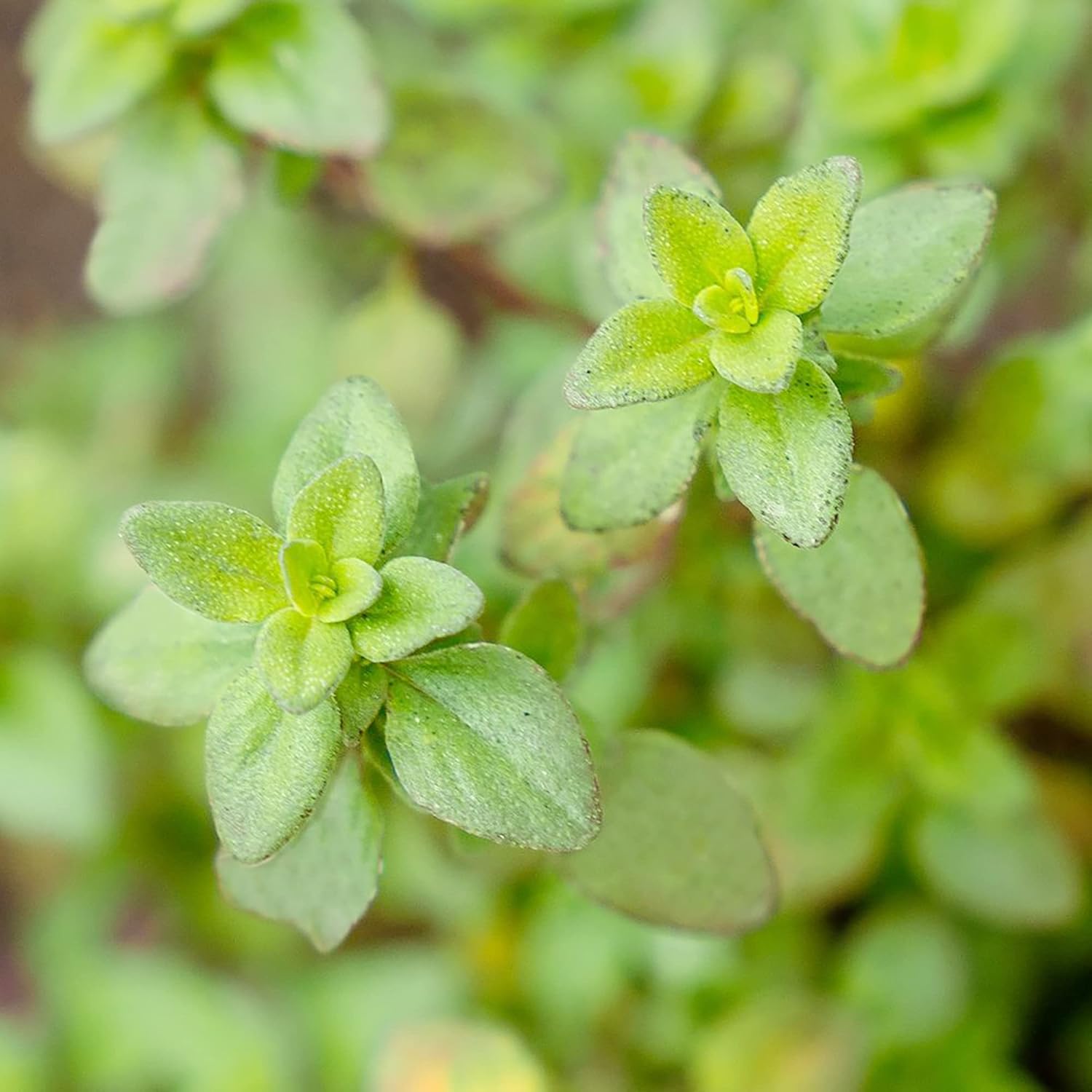 Lemon Thyme Seeds Thymus Citroidorus Fragrant Evergreen Deer & Rabbit Drought Tolerant Culinary