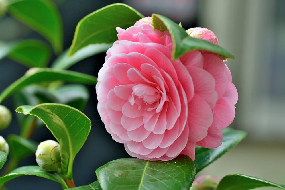 Pink Camellia Flower seeds for Planting - Drought Tolerant, Heirloom & GMO Free Seeds for Home Garden