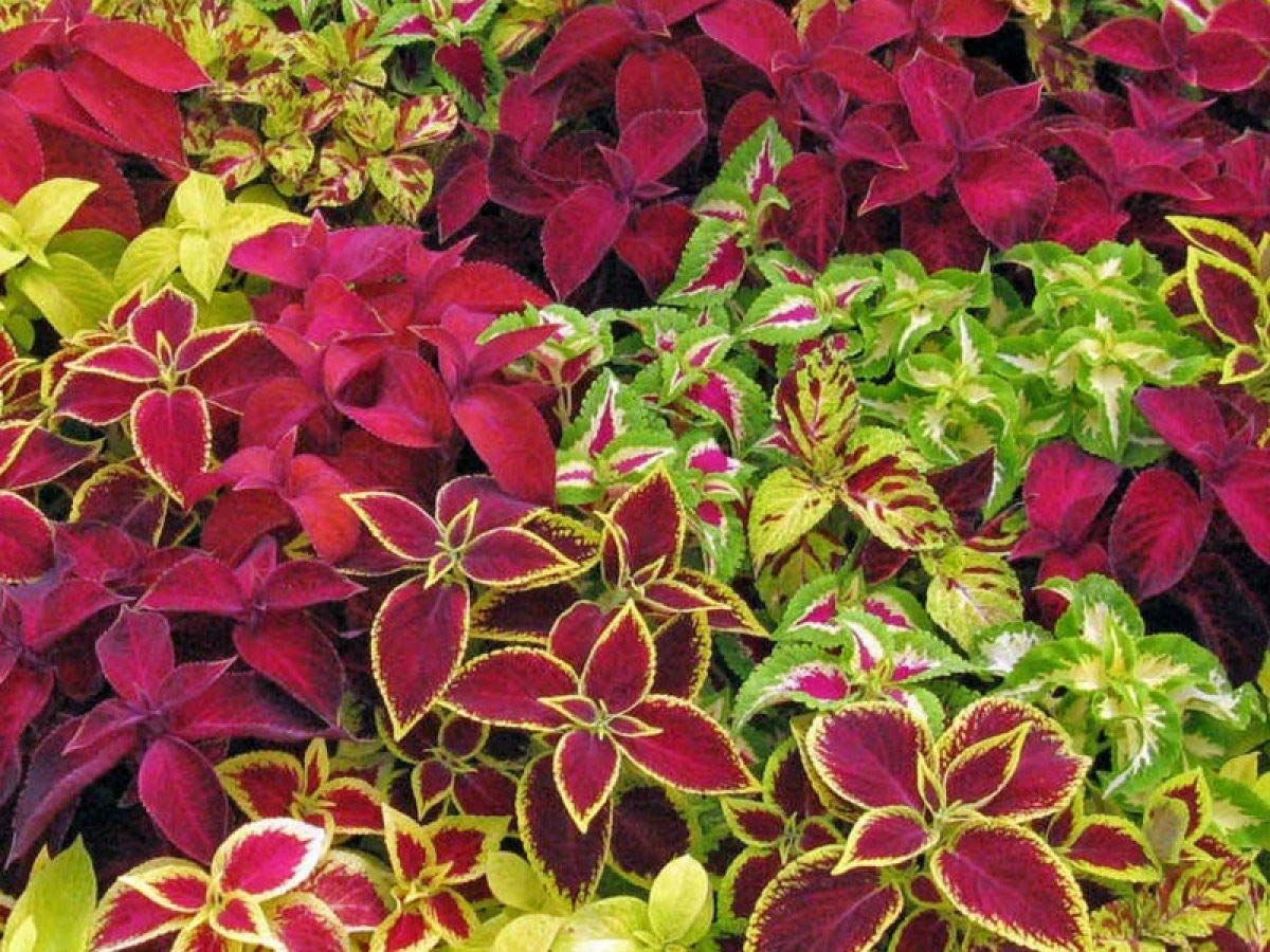 Coleus Jazz Marmor Seeds for Planting flower bed home garden