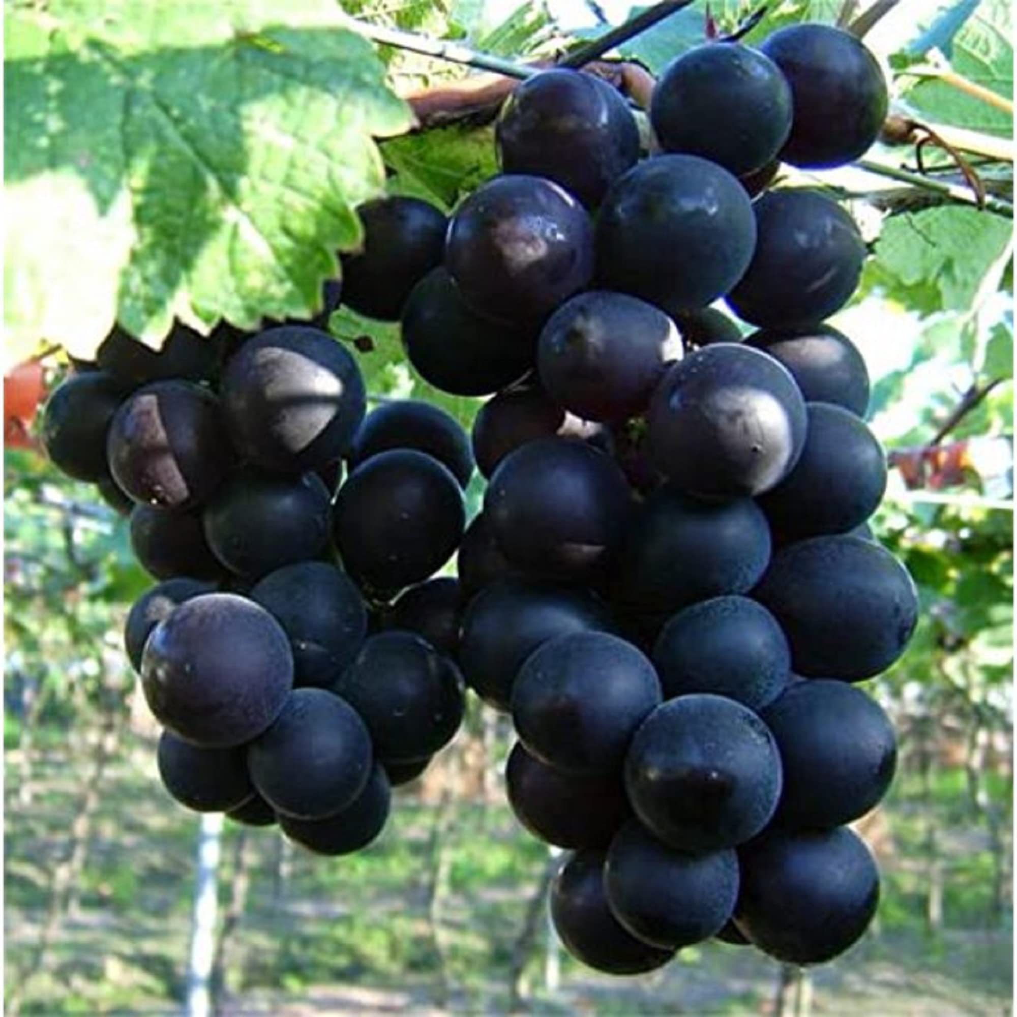 Kyoho Grape Seeds Vitis vinifera for Planting in Garden & Urban Garden
