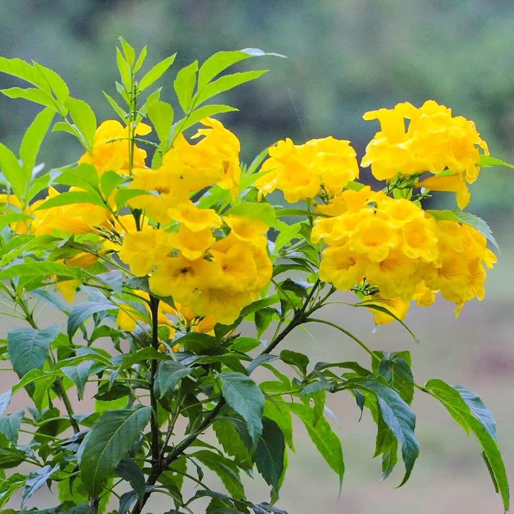 Yellow Alcea Ficifolia Flower seeds for Planting - Long Bloom Season, Heirloom & GMO Free Seeds for Home Garden