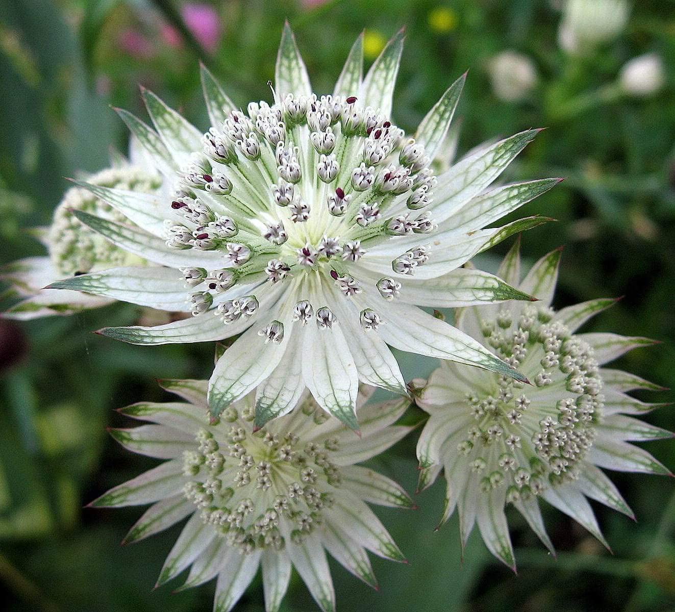 Green White Astrantia Flower seeds for Planting - Low Maintenance, Heirloom & GMO Free Seeds for Home Garden