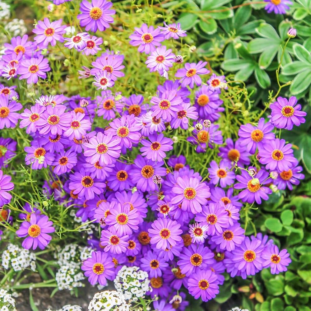 Purple Flower Pot Flower seeds for Planting - Premium Quality, Heirloom & GMO Free Seeds for Home Garden
