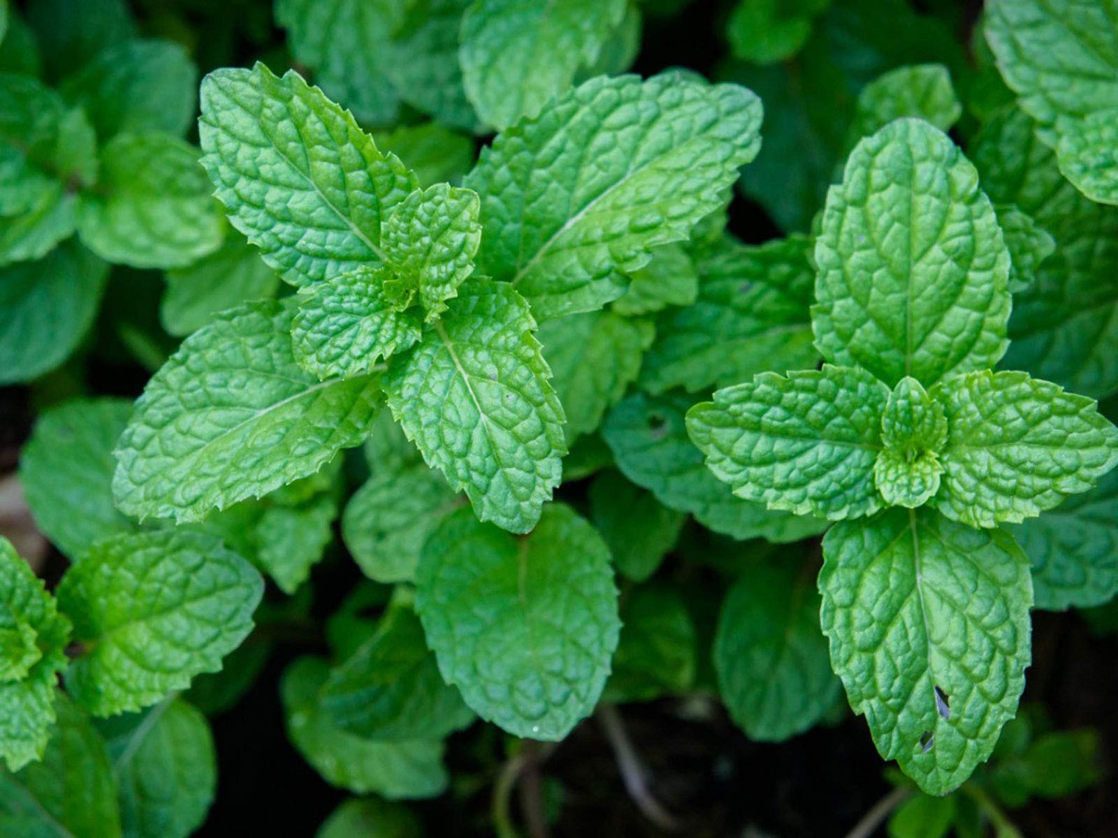 Wild Mint Seeds for Planting Mentha Arvensis herb garden shaded corner