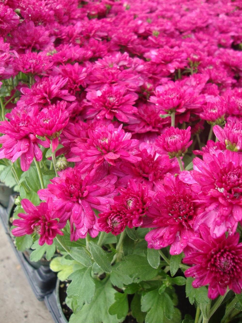 Deep Pink Chrysanthemum Flower seeds for Planting - Pollinator Friendly, Heirloom & GMO Free Seeds for Home Garden
 
 Sale for planting in home garden.