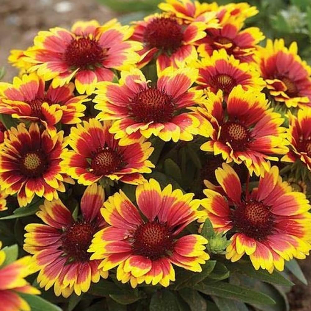 Yellow Red Aristata Flower Seed for Plantings for Planting for Garden Planting Vibrant Blooms Heirloom Non-GMO Seeds