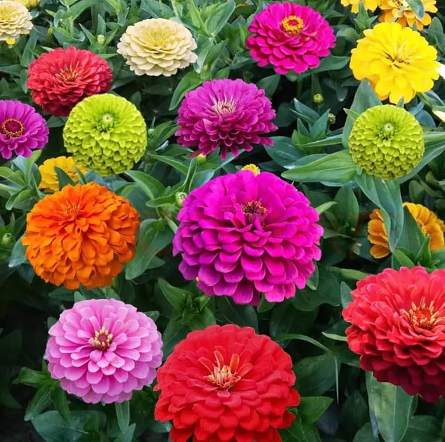 Zinnia Mix Elegans Semi Seeds for Planting flower bed