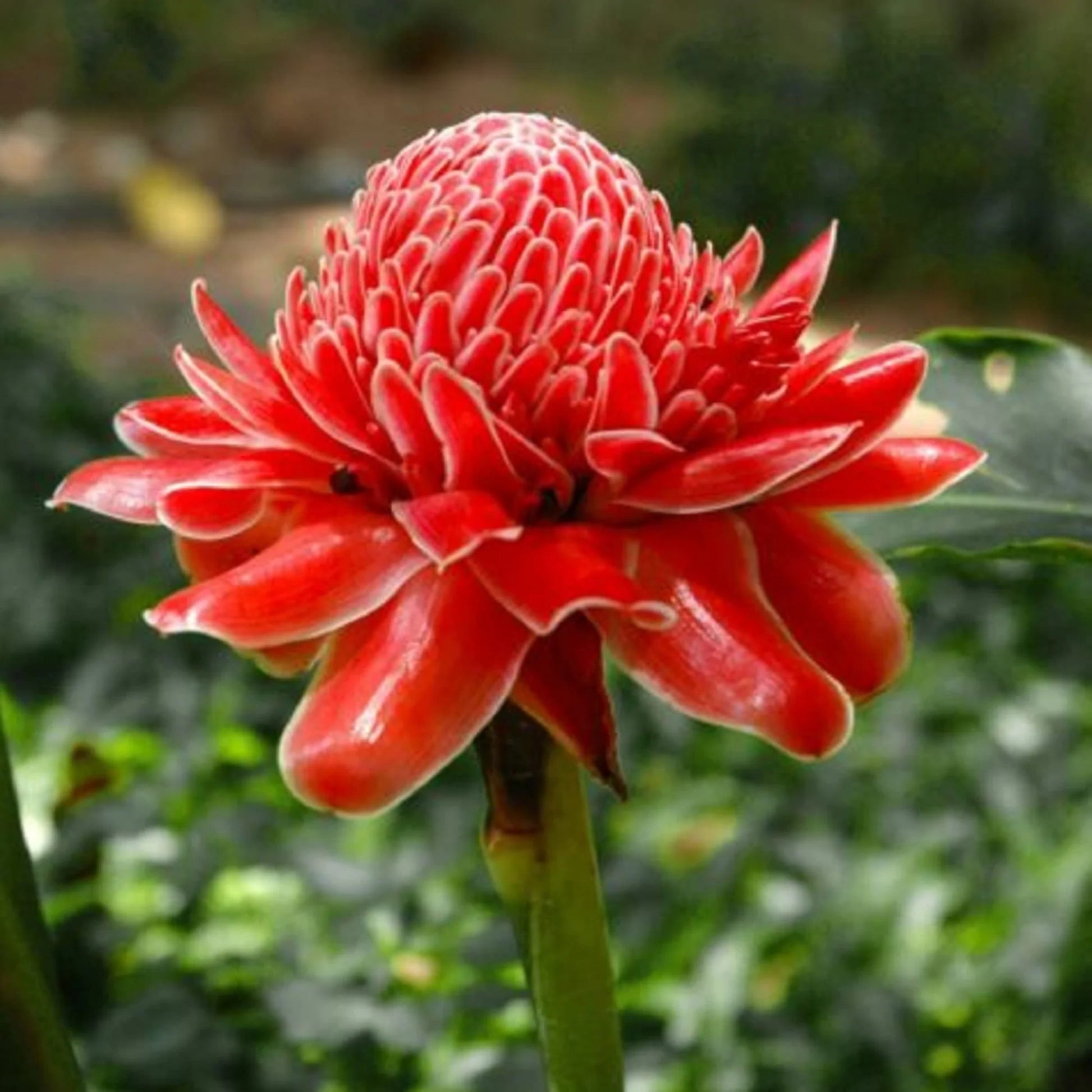 Red Torch Ginger Flower seeds for Planting - Premium Quality, Heirloom & GMO Free Seeds for Home Garden
